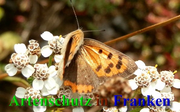 Copyright AiS- Albert Meier Bild zum Eintrag (40686-160)
