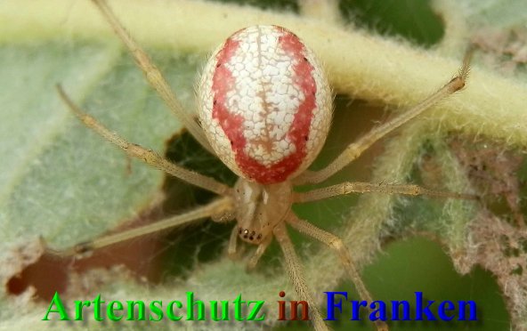 Copyright AiS- Albert Meier Bild zum Eintrag (40692-160)