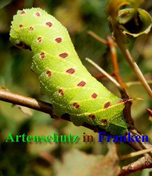 Copyright AiS- Albert Meier Bild zum Eintrag (40724-160)