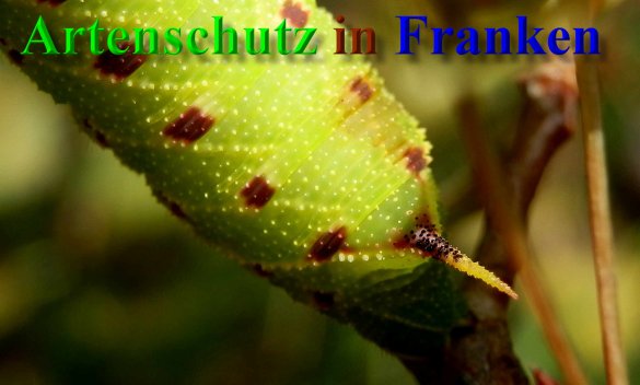 Copyright AiS- Albert Meier Bild zum Eintrag (40725-160)