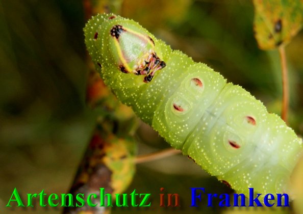 Copyright AiS- Albert Meier Bild zum Eintrag (40726-160)