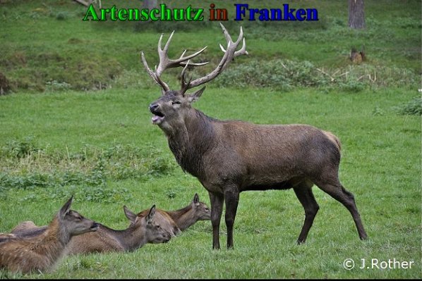 Copyright AiS-Johannes Rother Bild zum Eintrag (40761-160)