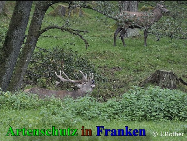 Copyright AiS-Johannes Rother Bild zum Eintrag (40762-160)