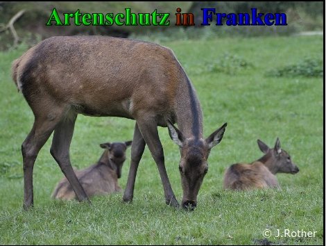 Copyright AiS-Johannes Rother Bild zum Eintrag (40763-160)