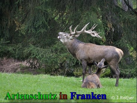 Copyright AiS-Johannes Rother Bild zum Eintrag (40764-160)