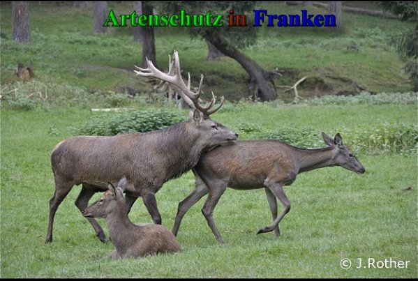 Copyright AiS-Johannes Rother Bild zum Eintrag (40765-160)