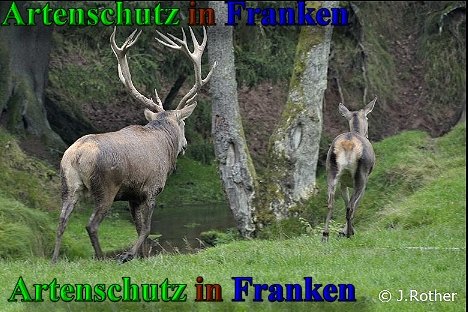 Copyright AiS-Johannes Rother Bild zum Eintrag (40766-160)