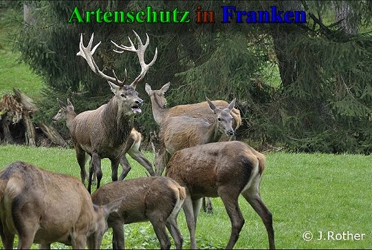 Bild zum Eintrag (40770-160)