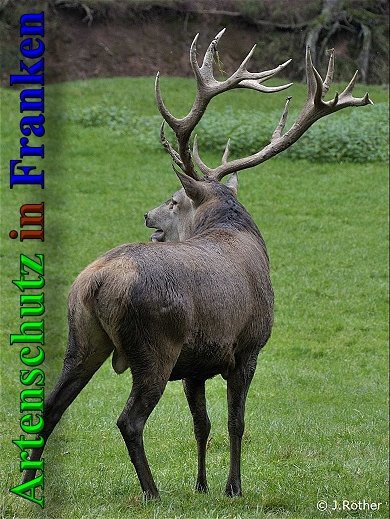 Copyright AiS-Johannes Rother Bild zum Eintrag (40773-160)