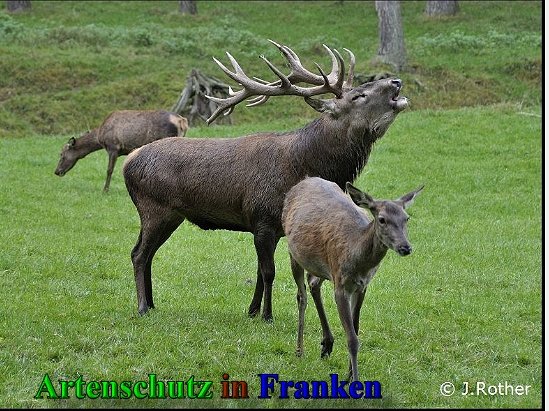 Copyright AiS-Johannes Rother Bild zum Eintrag (40774-160)