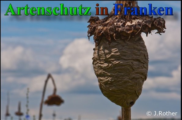 Copyright AiS-Johannes Rother Bild zum Eintrag (40817-160)