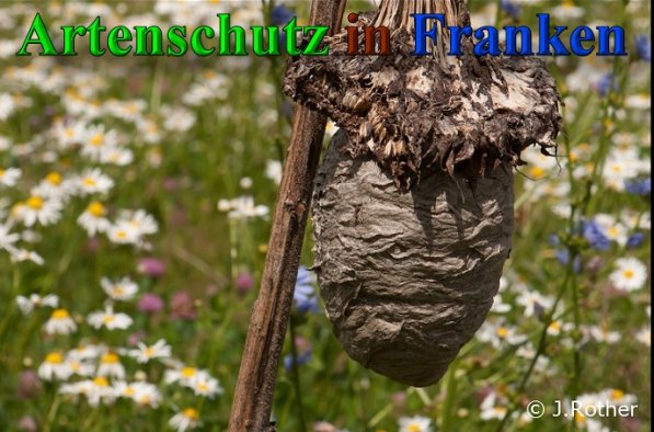 Copyright AiS-Johannes Rother Bild zum Eintrag (40818-160)