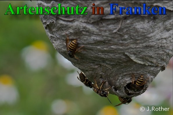 Copyright AiS-Johannes Rother Bild zum Eintrag (40819-160)