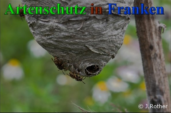 Copyright AiS-Johannes Rother Bild zum Eintrag (40820-160)