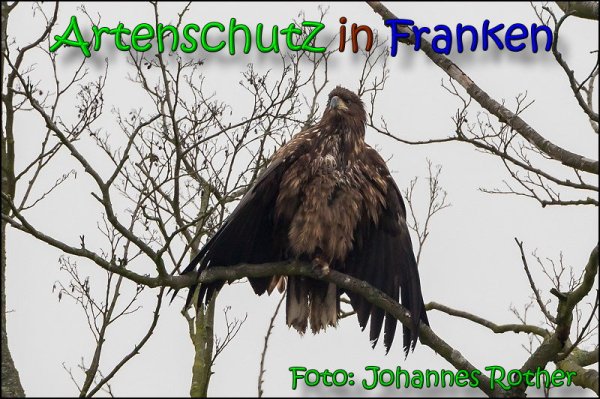 Copyright AiS Johannes Rother Bild zum Eintrag (40887-160)