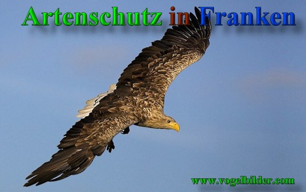 Copyright AiS - Werner Oppermann - www.vogelbilder.com Bild zum Eintrag (40889-160)