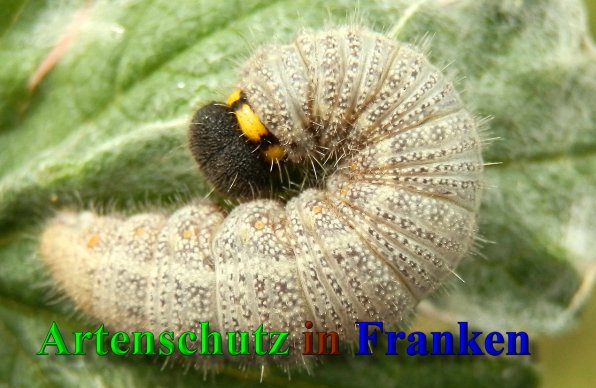 Bild zum Eintrag (40958-160)