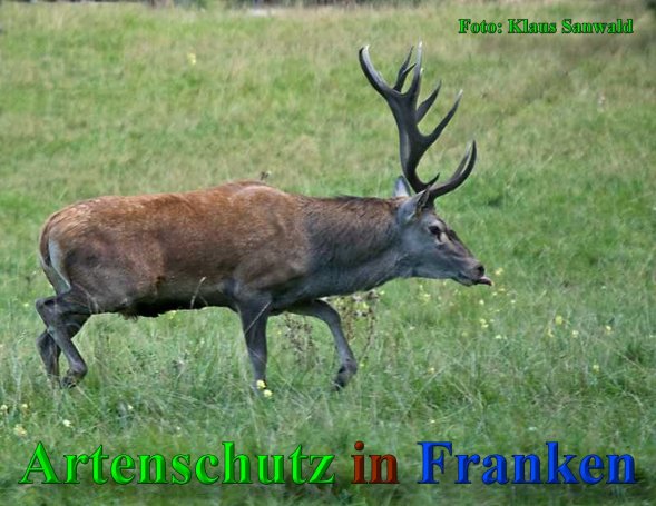 Copyright AiS-Klaus Sanwald Bild zum Eintrag (40966-160)
