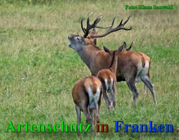 Copyright AiS-Klaus Sanwald Bild zum Eintrag (40967-160)