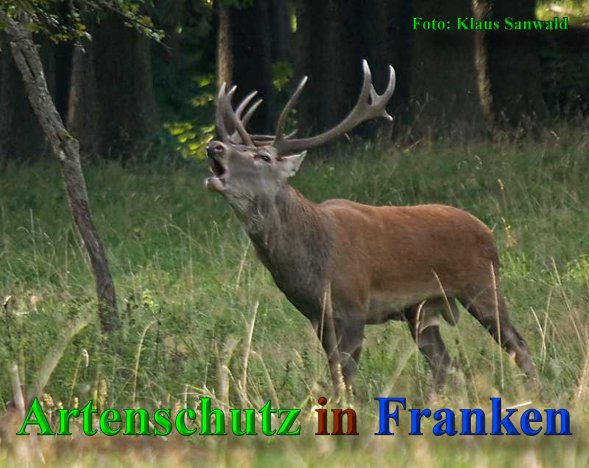 Copyright AiS - Klaus Sanwald Bild zum Eintrag (40968-160)