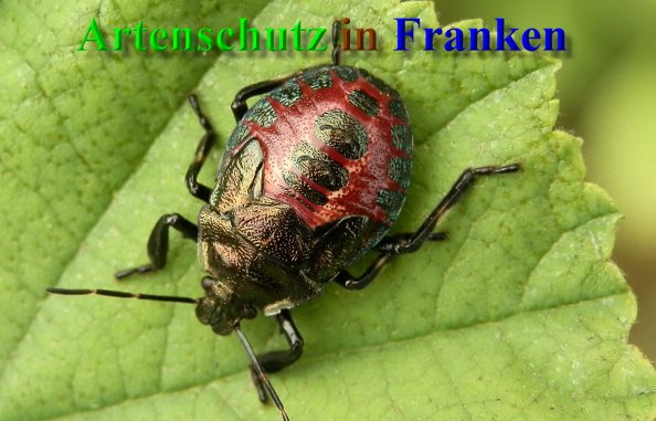 Copyright AiS- Albert Meier Bild zum Eintrag (40988-160)