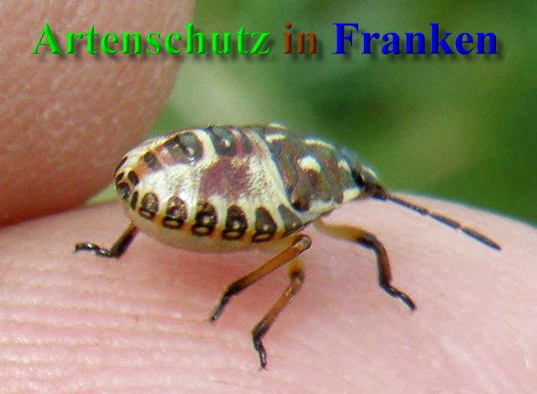Copyright AiS- Albert Meier Bild zum Eintrag (40995-160)