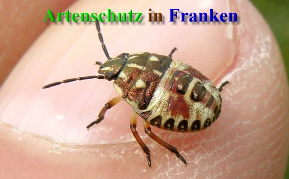 Copyright AiS- Albert Meier Bild zum Eintrag (40996-160)