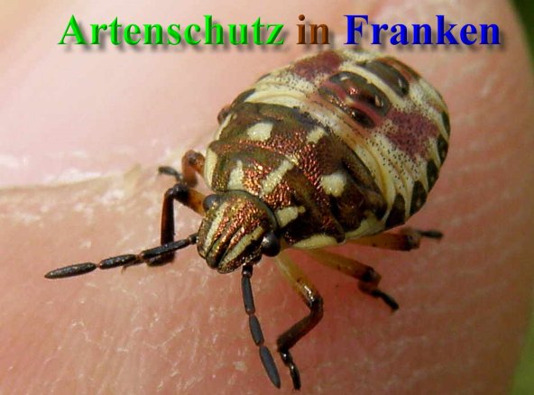 Copyright AiS- Albert Meier Bild zum Eintrag (40997-160)