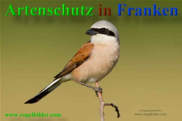 Copyright AiS-www.vogelbilder.com Bild zum Eintrag (41008-160)