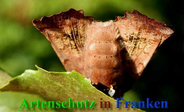Copyright AiS- Albert Meier Bild zum Eintrag (41024-160)