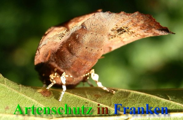 Copyright AiS- Albert Meier Bild zum Eintrag (41025-160)