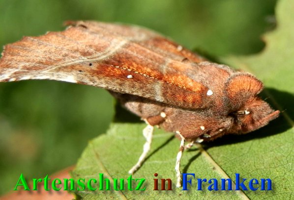 Copyright AiS- Albert Meier Bild zum Eintrag (41026-160)