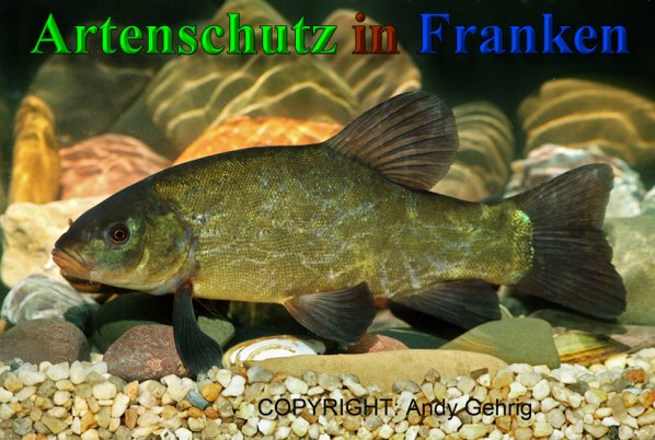 Copyright AiS - Andy Gehrig Bild zum Eintrag (41114-160)