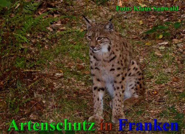 Copyright AiS-Klaus Sanwald Bild zum Eintrag (41185-160)
