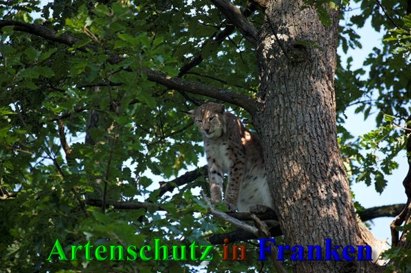 Copyright AiS- Günter Neuberger Bild zum Eintrag (41268-160)