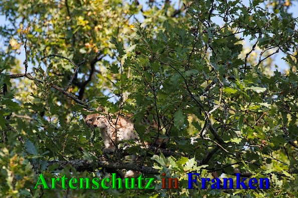 Copyright AiS- Günter Neuberger Bild zum Eintrag (41269-160)
