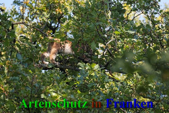 Copyright AiS- Günter Neuberger Bild zum Eintrag (41270-160)
