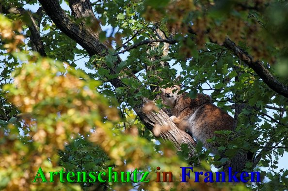 Copyright AiS- Günter Neuberger Bild zum Eintrag (41271-160)