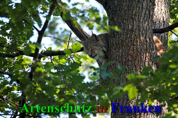 Copyright AiS- Günter Neuberger Bild zum Eintrag (41272-160)