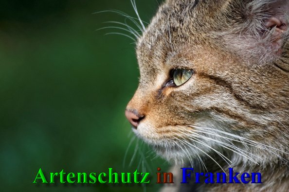 Copyright AiS- Günter Neuberger Bild zum Eintrag (41274-160)