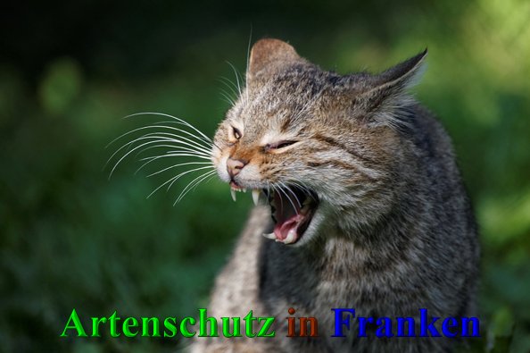 Copyright AiS- Günter Neuberger Bild zum Eintrag (41275-160)