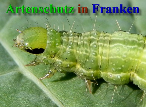 Copyright AiS- Albert Meier Bild zum Eintrag (41379-160)