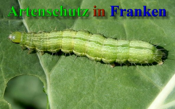 Copyright AiS- Bild zum Eintrag (41380-160)