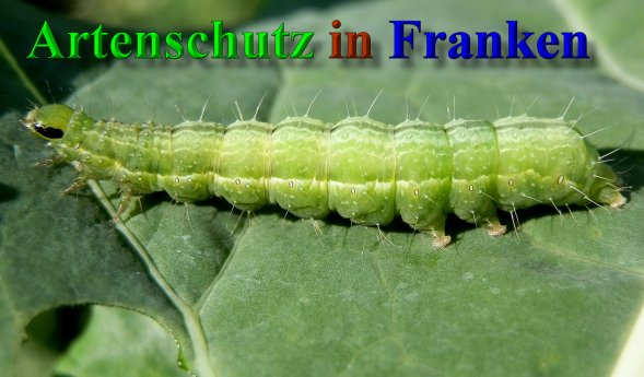 Copyright AiS- Albert Meier Bild zum Eintrag (41382-160)