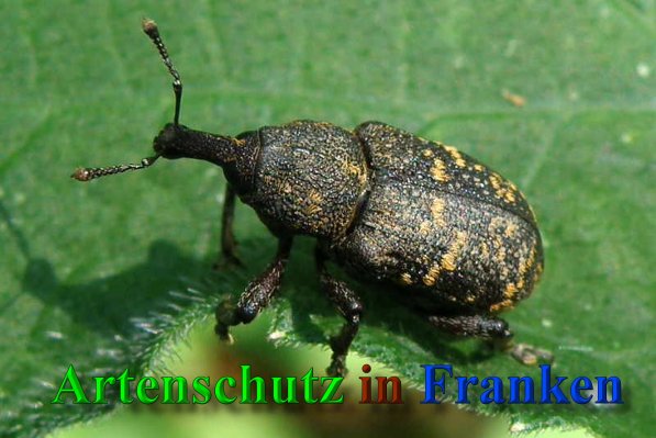 Copyright AiS- Albert Meier Bild zum Eintrag (41433-160)