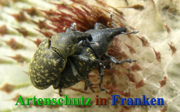Copyright AiS- Albert Meier Bild zum Eintrag (41435-160)