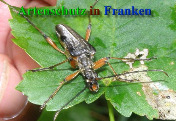 Copyright AiS- Albert Meier Bild zum Eintrag (41452-160)