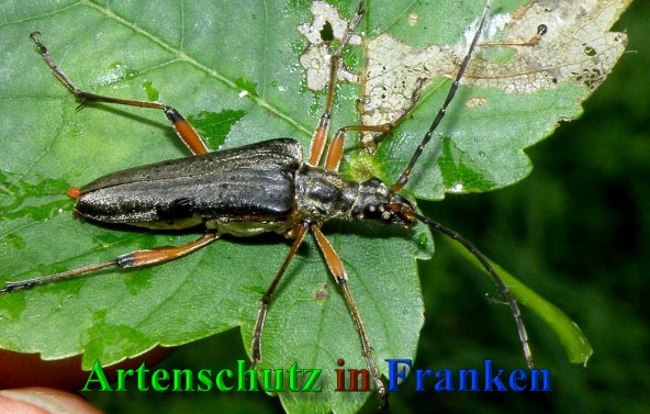 Copyright AiS- Albert Meier Bild zum Eintrag (41453-160)