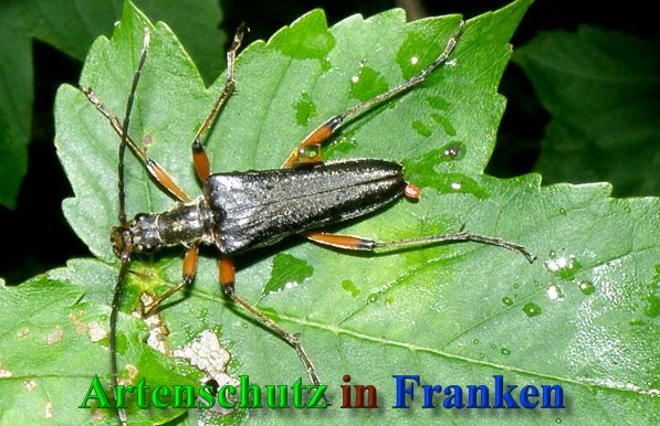 Copyright AiS- Albert Meier Bild zum Eintrag (41454-160)