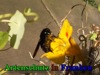 Copyright AiS - Friedrun Schlagbauer Bild zum Eintrag (41534-160)